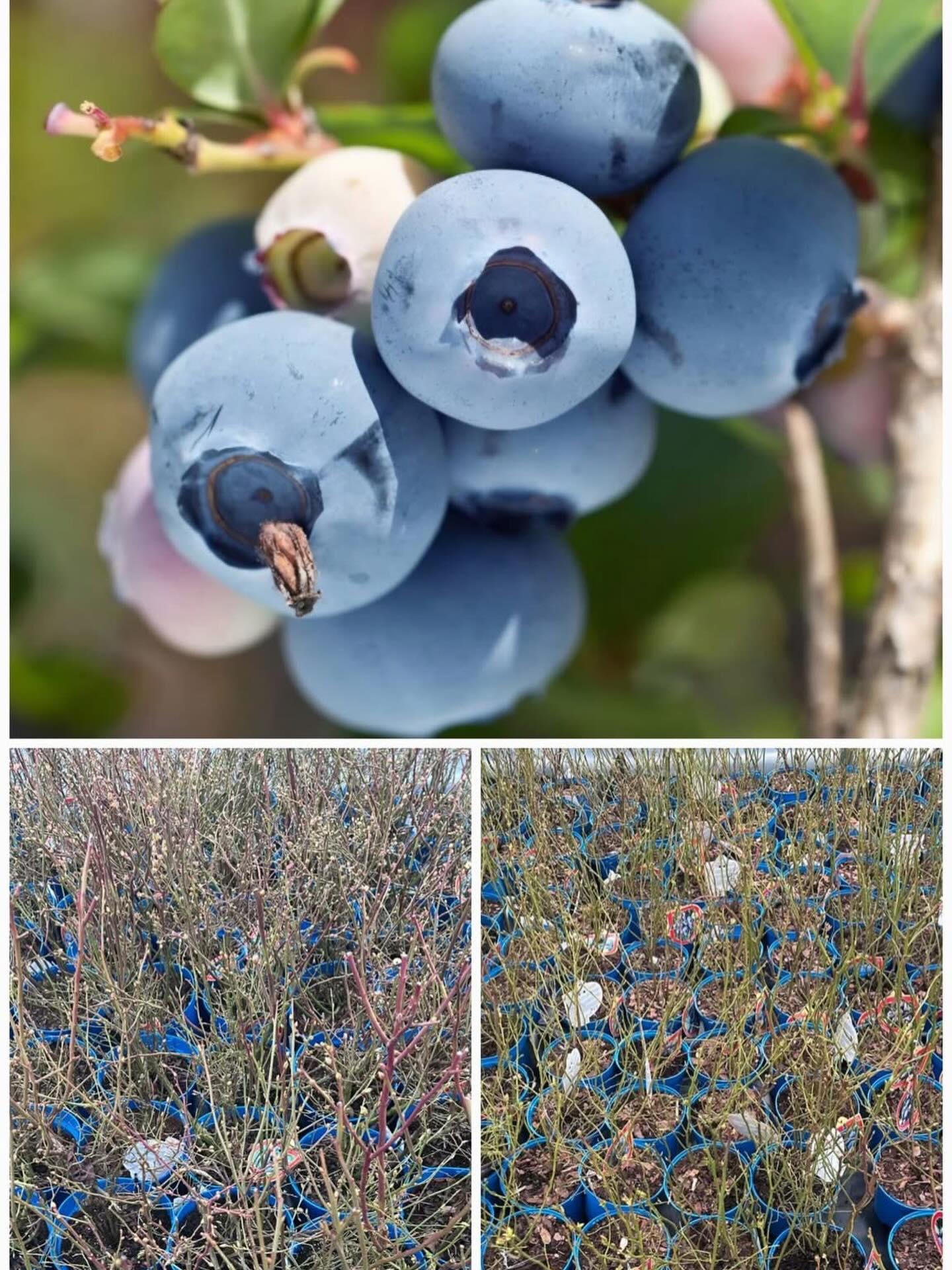 🫐Šilauogės🫐

Saldžios, sultingos ir kupinos antioksidantų – šilauogės ne tik gardžios, bet ir naudingos tavo sveikatai. Jos stiprina imunitetą, gerina atmintį ir suteikia energijos visai dienai.

https://juodsiliumedelynas.lt/produkto-kategorija/silauoges/

☎️ +37067093609

#šilauogės #uogos #sodas