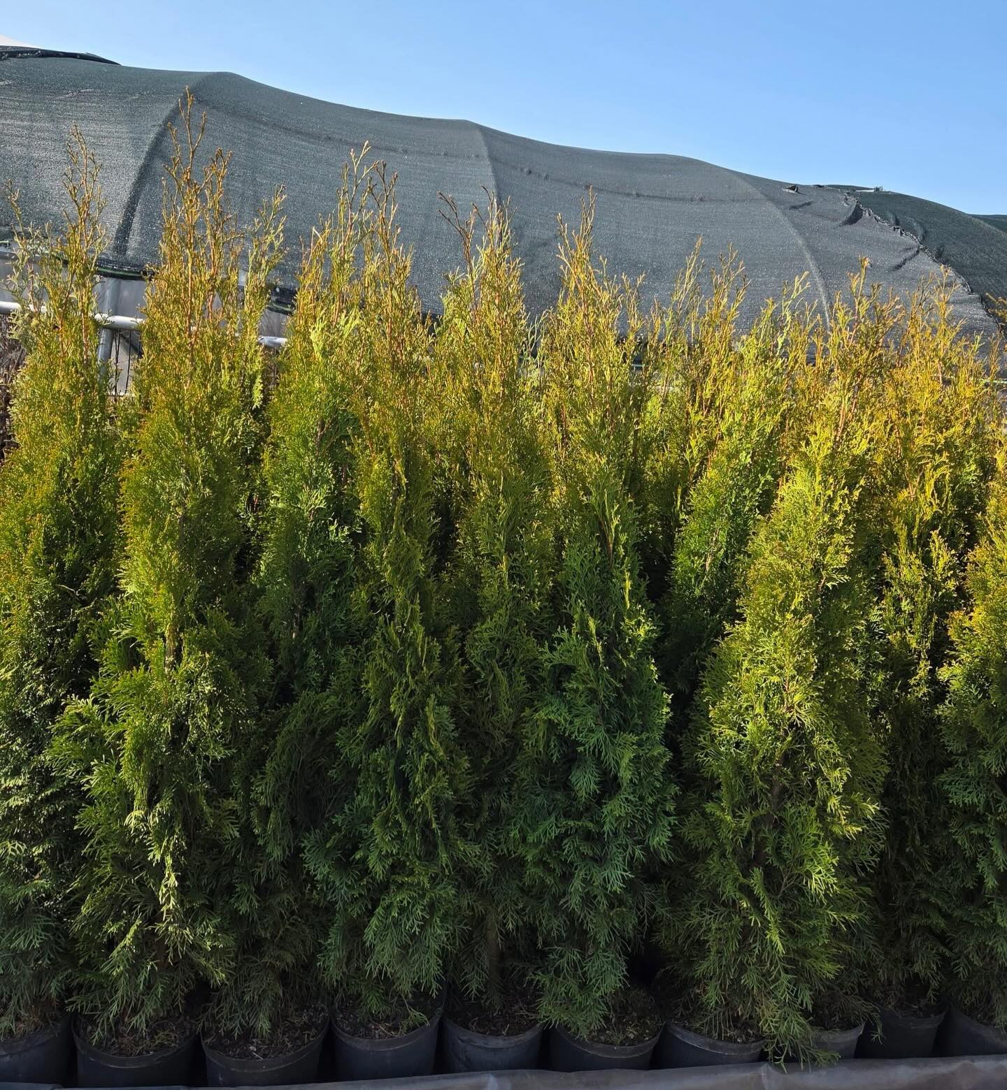 Smaragd tujos

1,5m po 12€
1m po 6€

+37067093609