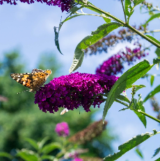 Budlėjos (10-15 Eur) - Image 4