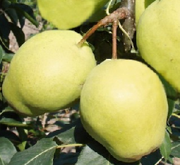 Azijietiška kriaušė ‘Early shu’