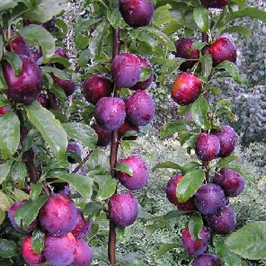 kolonovidnaja
